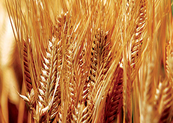 Grain before flour quality testing